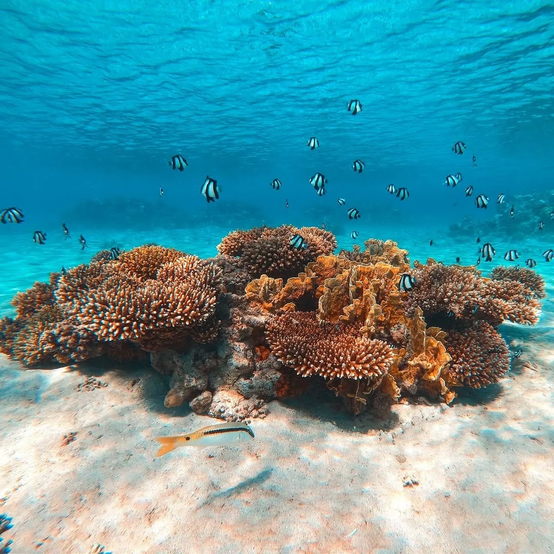 Falcon-Tours Memories