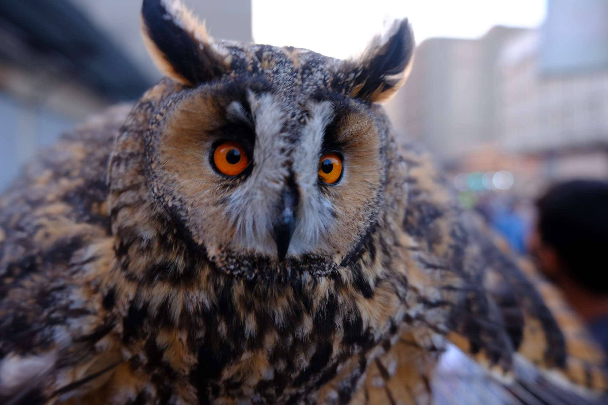 بومة من سوق الغزل