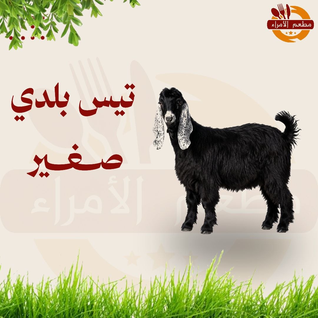 تيس بلدي لباني