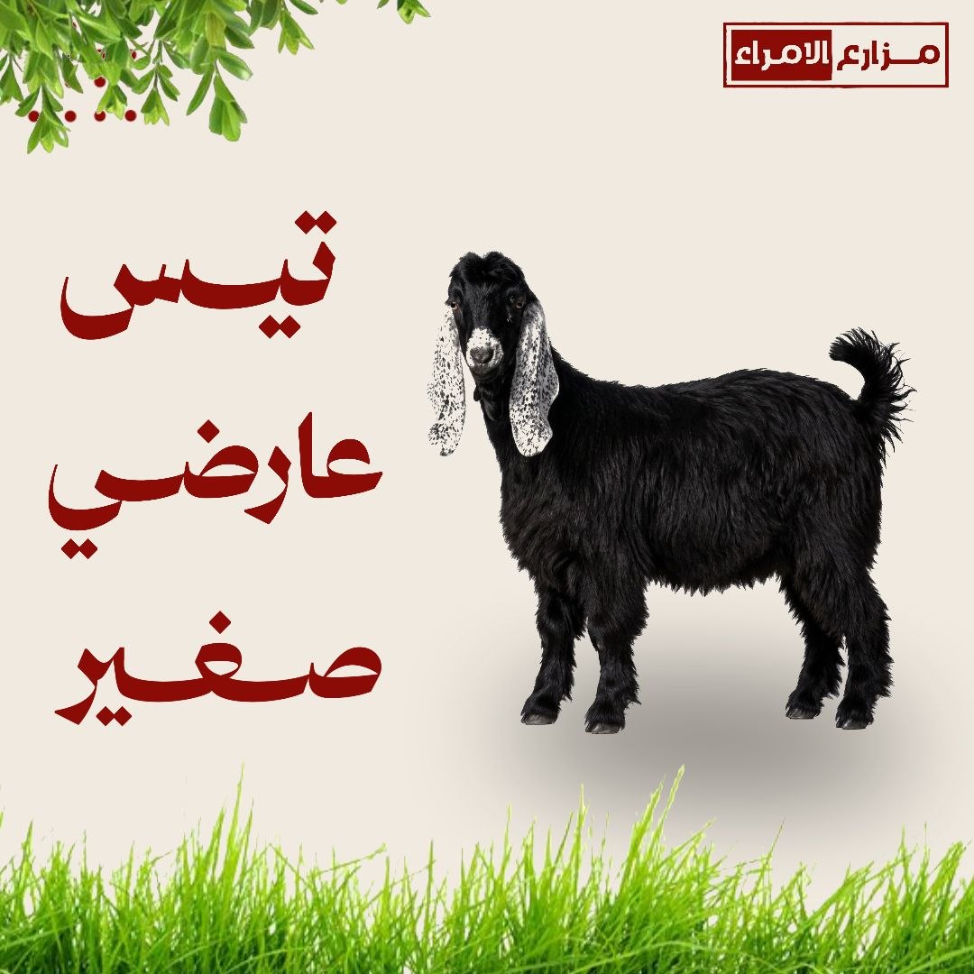 تيس عارضي صغير